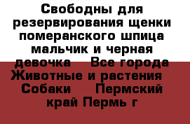 Свободны для резервирования щенки померанского шпица мальчик и черная девочка  - Все города Животные и растения » Собаки   . Пермский край,Пермь г.